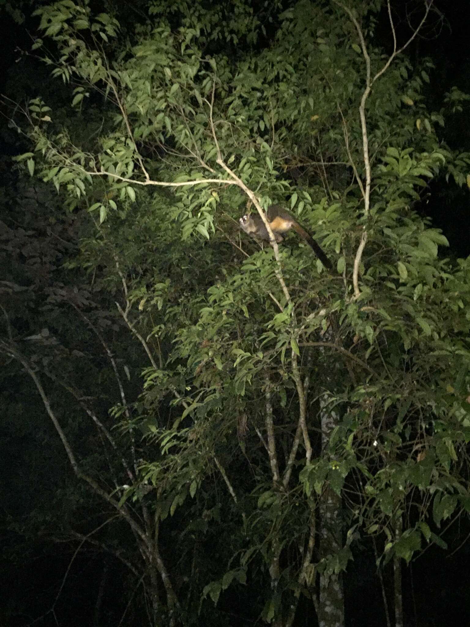 Image of Brumback's Night Monkey