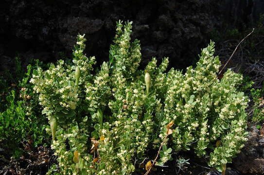 Sivun Diplolepis nummulariifolia (Hook. & Arn.) Liede & Rapini kuva