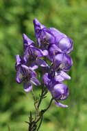 Sivun Aconitum sachalinense F. Schmidt kuva