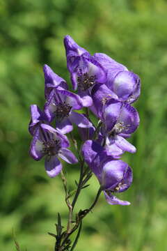 Image of Aconitum sachalinense F. Schmidt