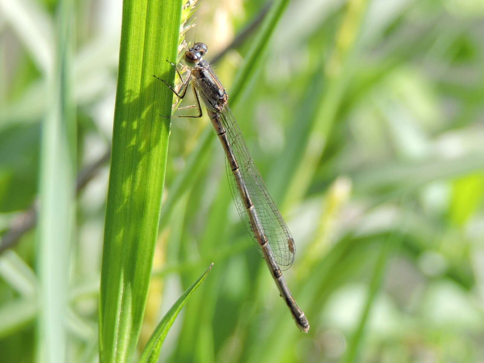 Image de Agrion Posé