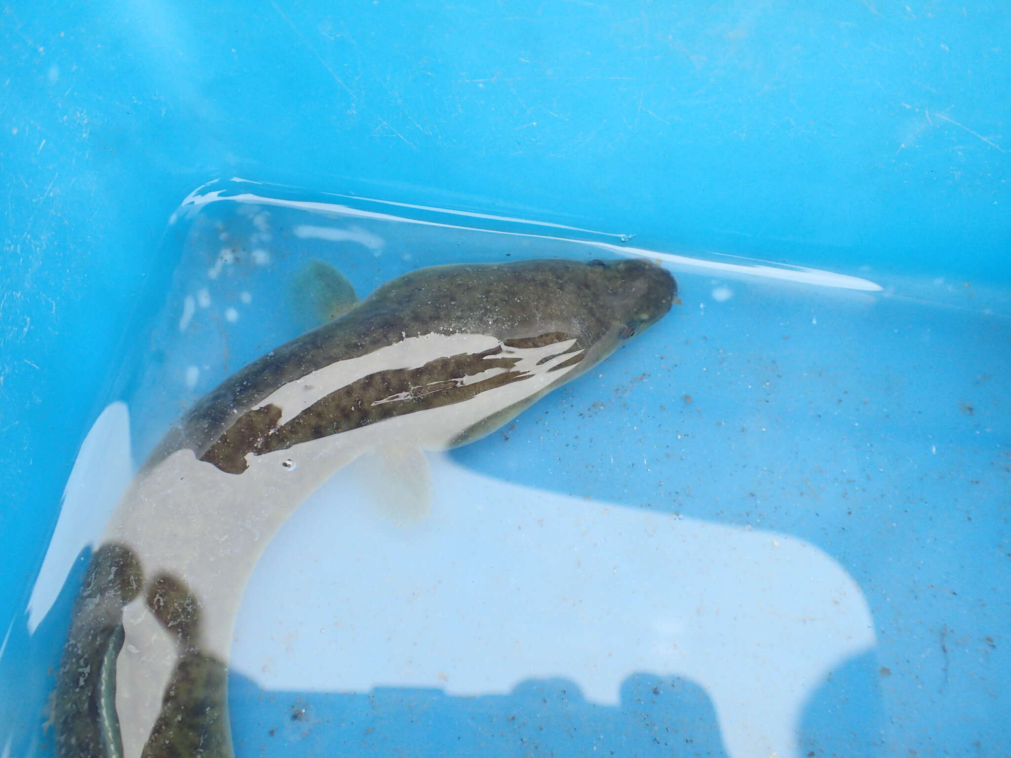 Image of Giant Long-finned Eel