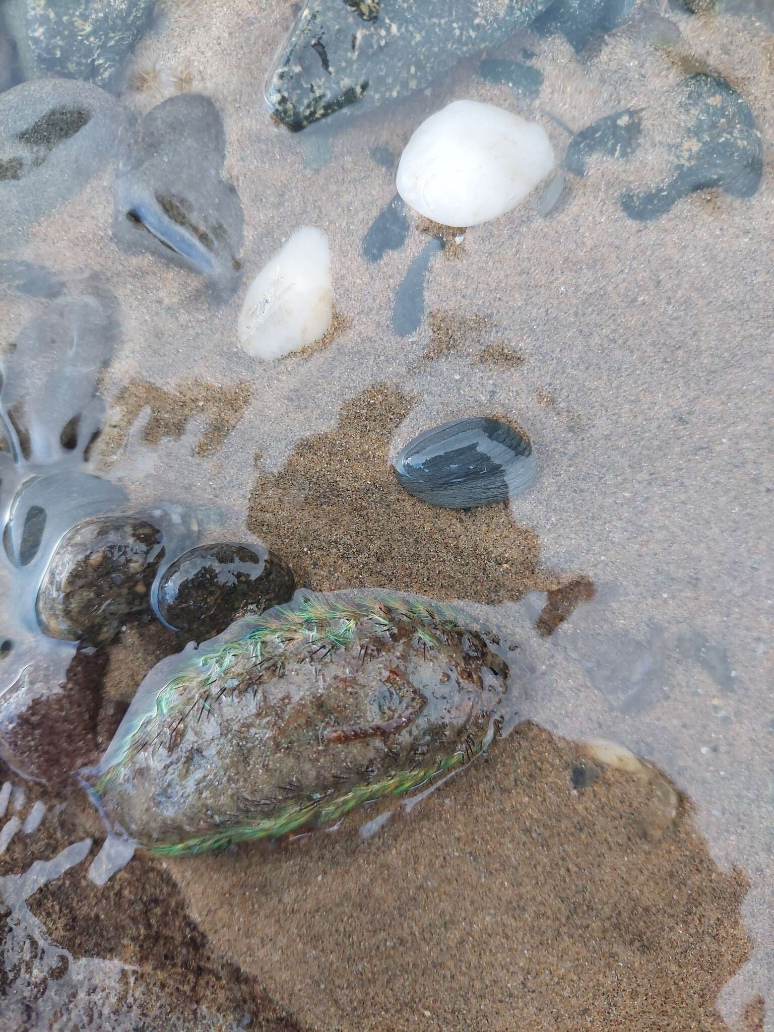 Image of Sea mouse