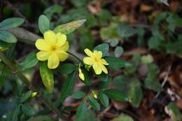 Image of Japanese jasmine