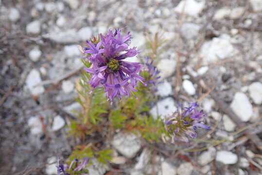 Image de Merciera azurea Schltr.