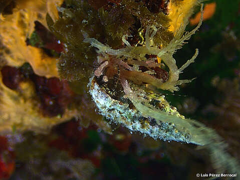 Image of rocky-shore hermit crab