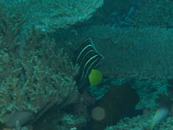 Image of Ear-spot Angelfish