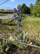 Echium vulgare subsp. vulgare的圖片