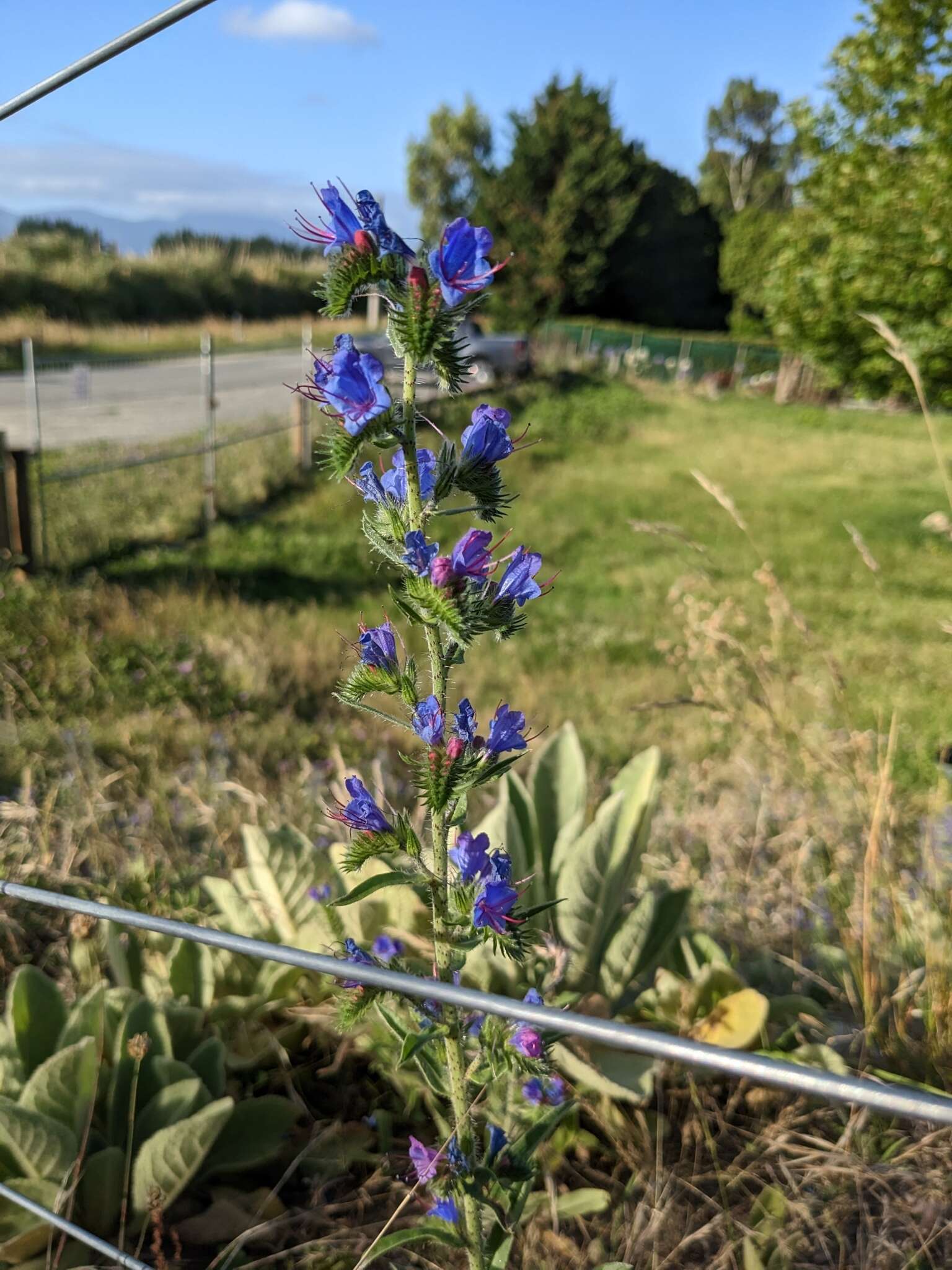 Image of Echium vulgare subsp. vulgare