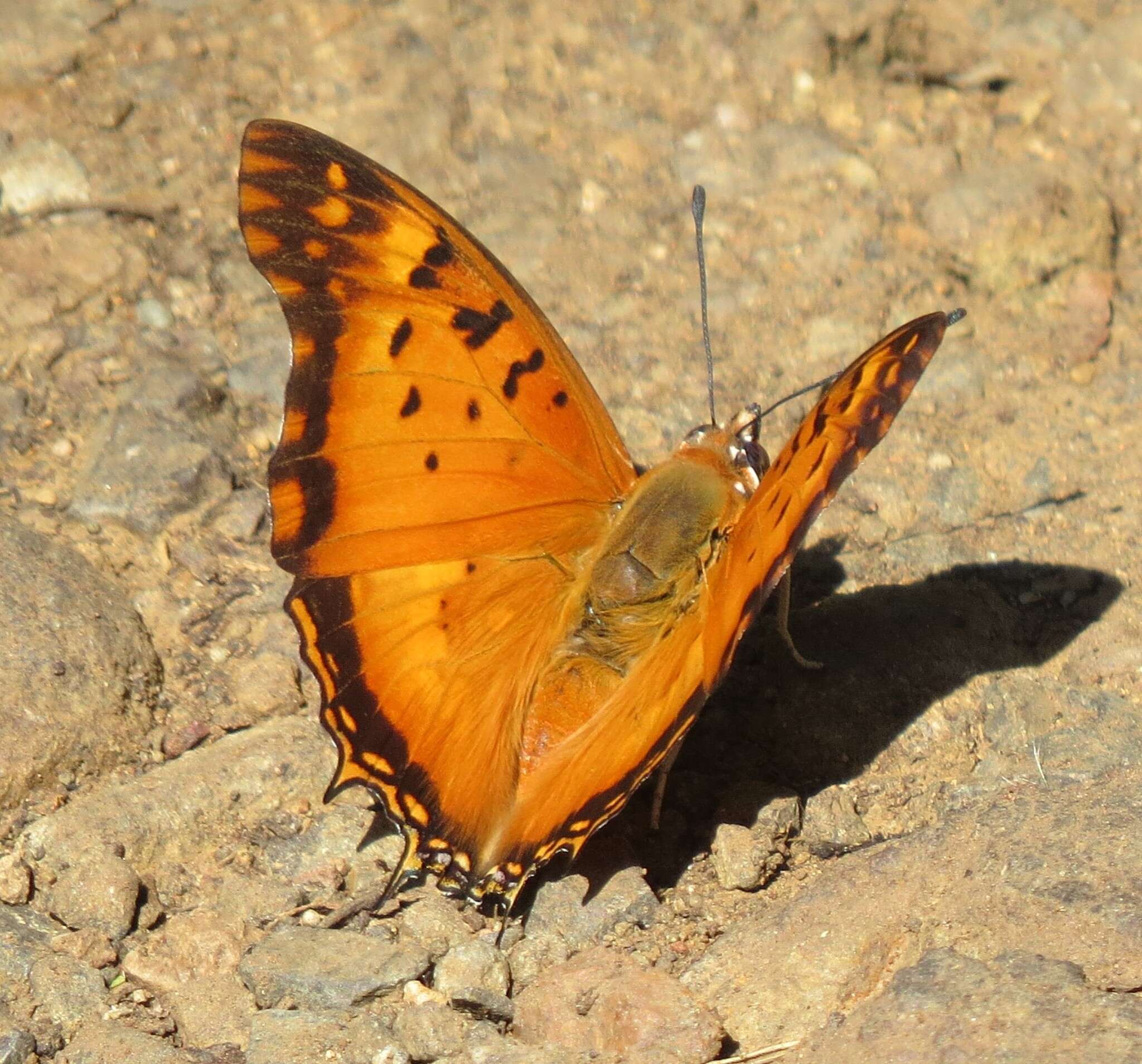 Image of Charaxes jahlusa Trimen 1862