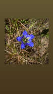 Image de Gentiana autumnalis L.