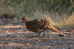 Image of Hume's Bar-tailed Pheasant