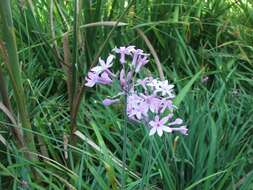 Tulbaghia violacea subsp. violacea resmi