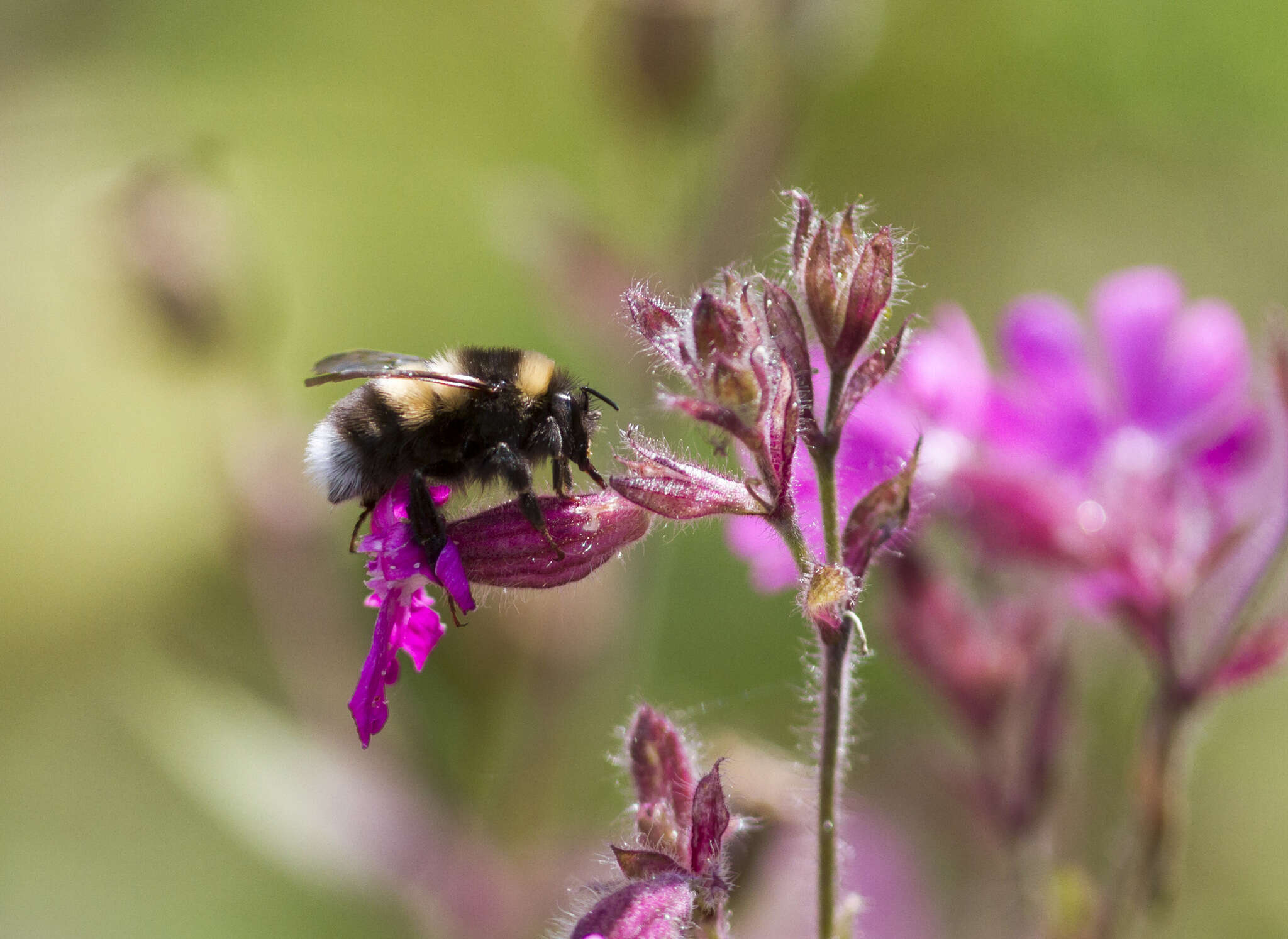 Image of Bombus sporadicus Nylander 1848