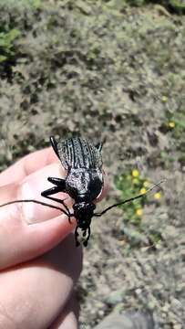 Image of Carabus (Macrothorax) rugosus celtibericus Germar 1824