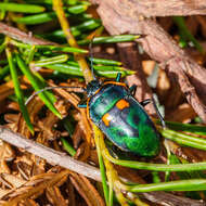 Image of <i>Scutiphora pedicellata</i>