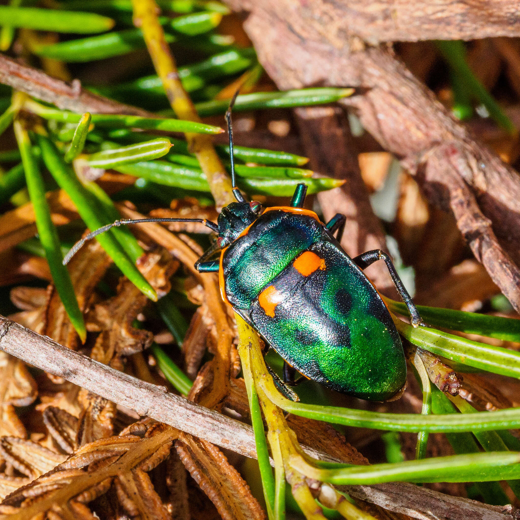 Image of <i>Scutiphora pedicellata</i>