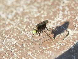 Image of Long-legged fly