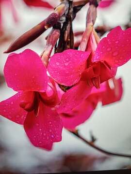 Image of Peruvian Canna