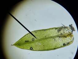 صورة Microbryum davallianum Zander 1993