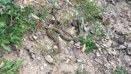 Image of Dahl's Whip Snake