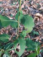 Image of Rayless Mock Goldenrod