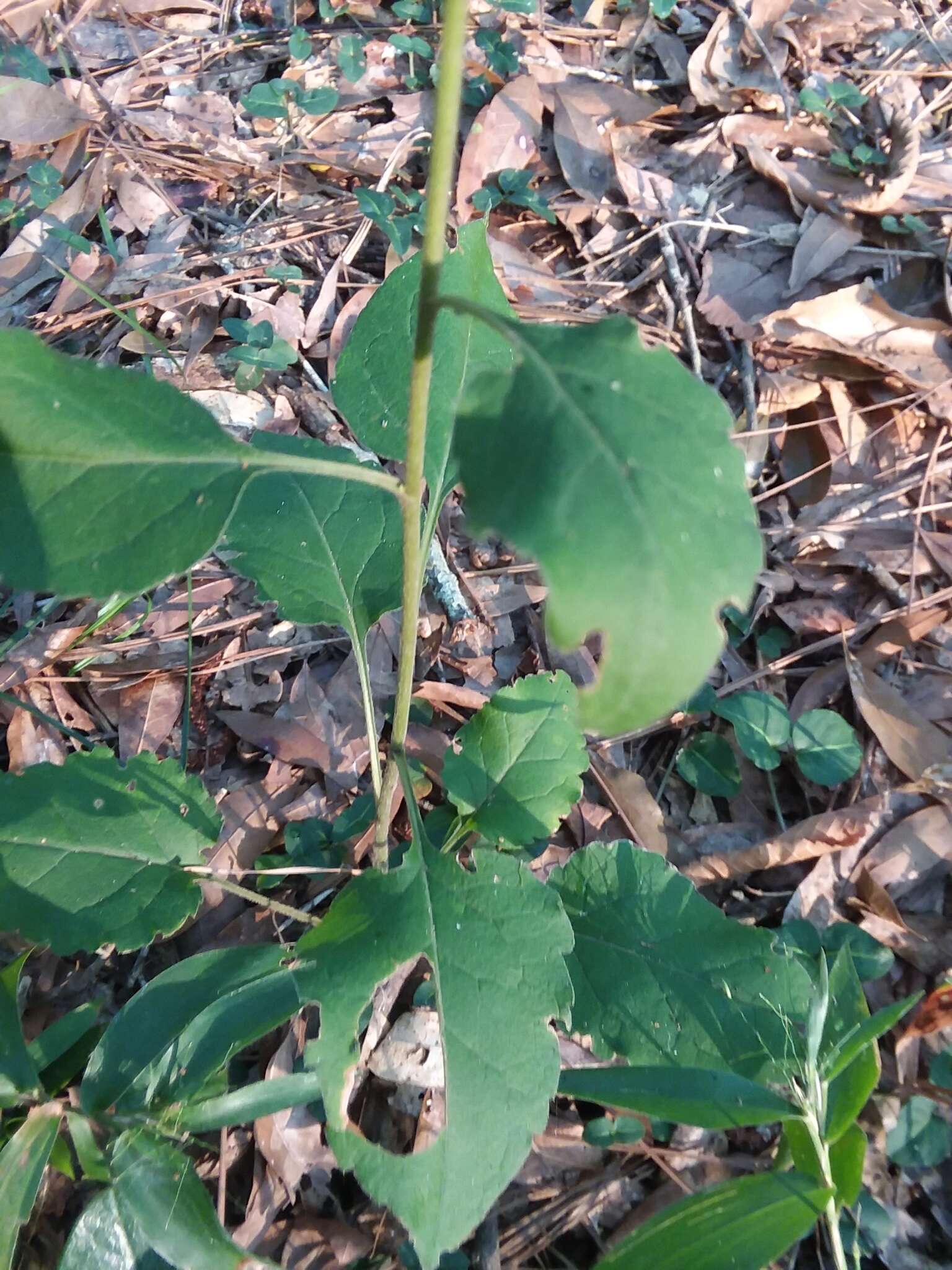 Image of Rayless Mock Goldenrod