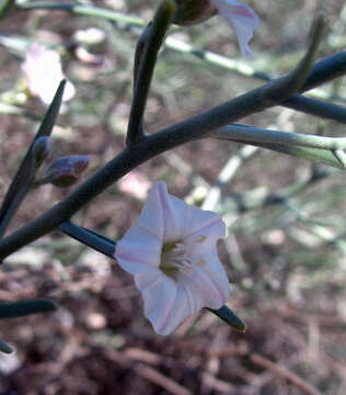 Image of Convolvulus erinaceus Ledeb.