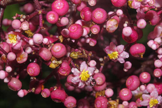 Image of Conostegia subcrustulata (Beurl.) Triana