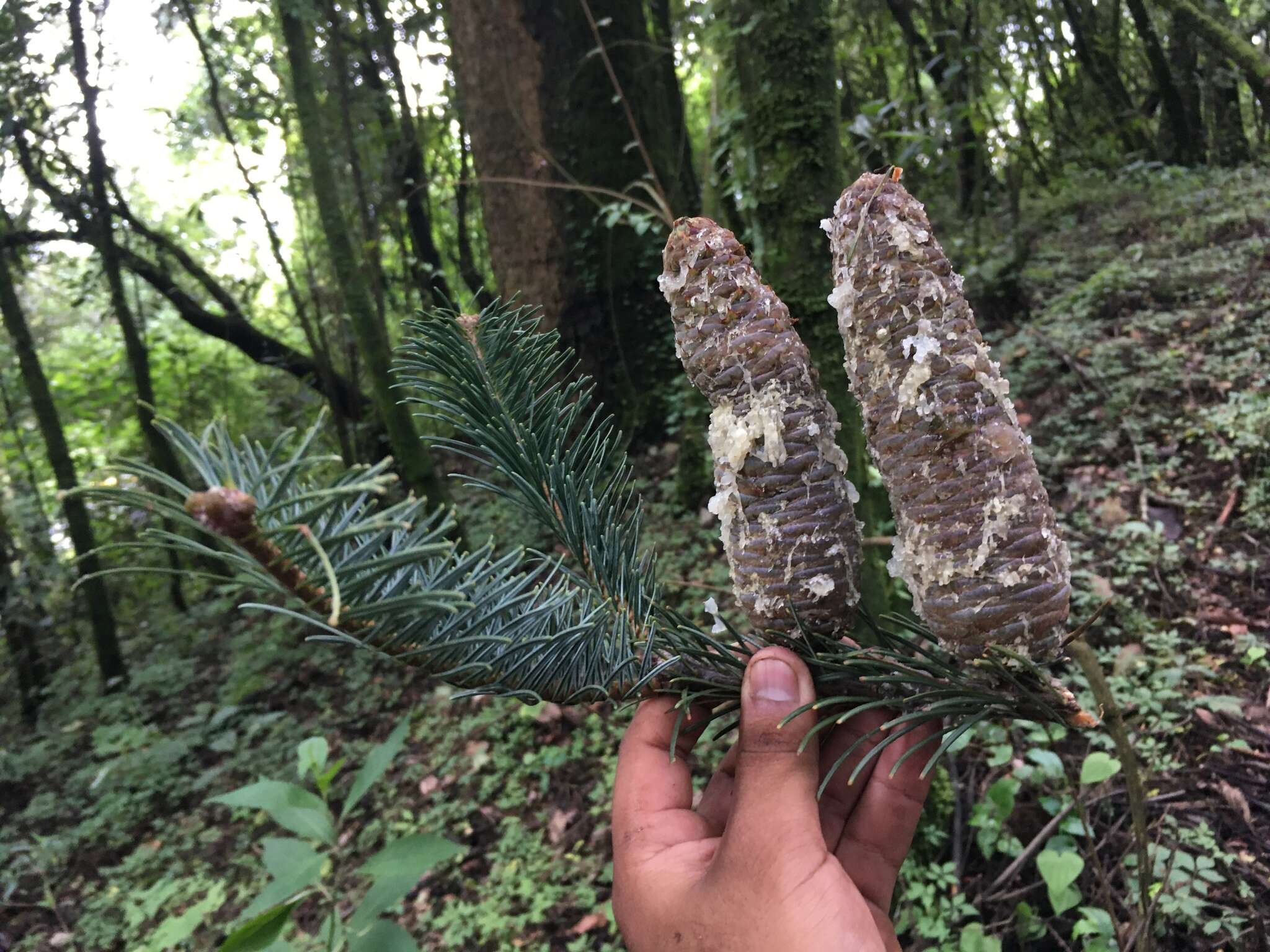 Image of Abies guatemalensis var. jaliscana Martínez