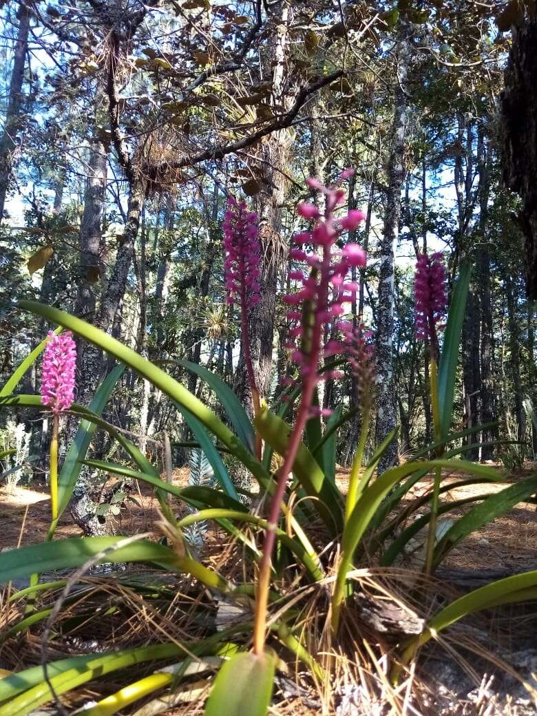 Imagem de Arpophyllum laxiflorum Pfitzer