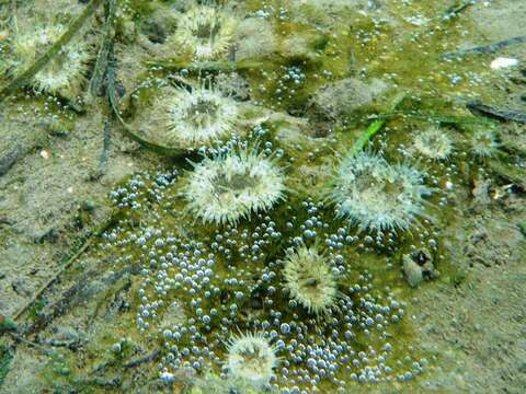 Image of cave-dwelling anemone