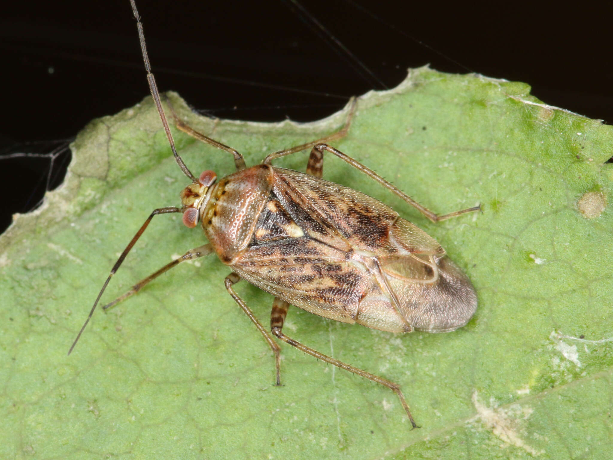 Image of Lygus rugulipennis Poppius 1911