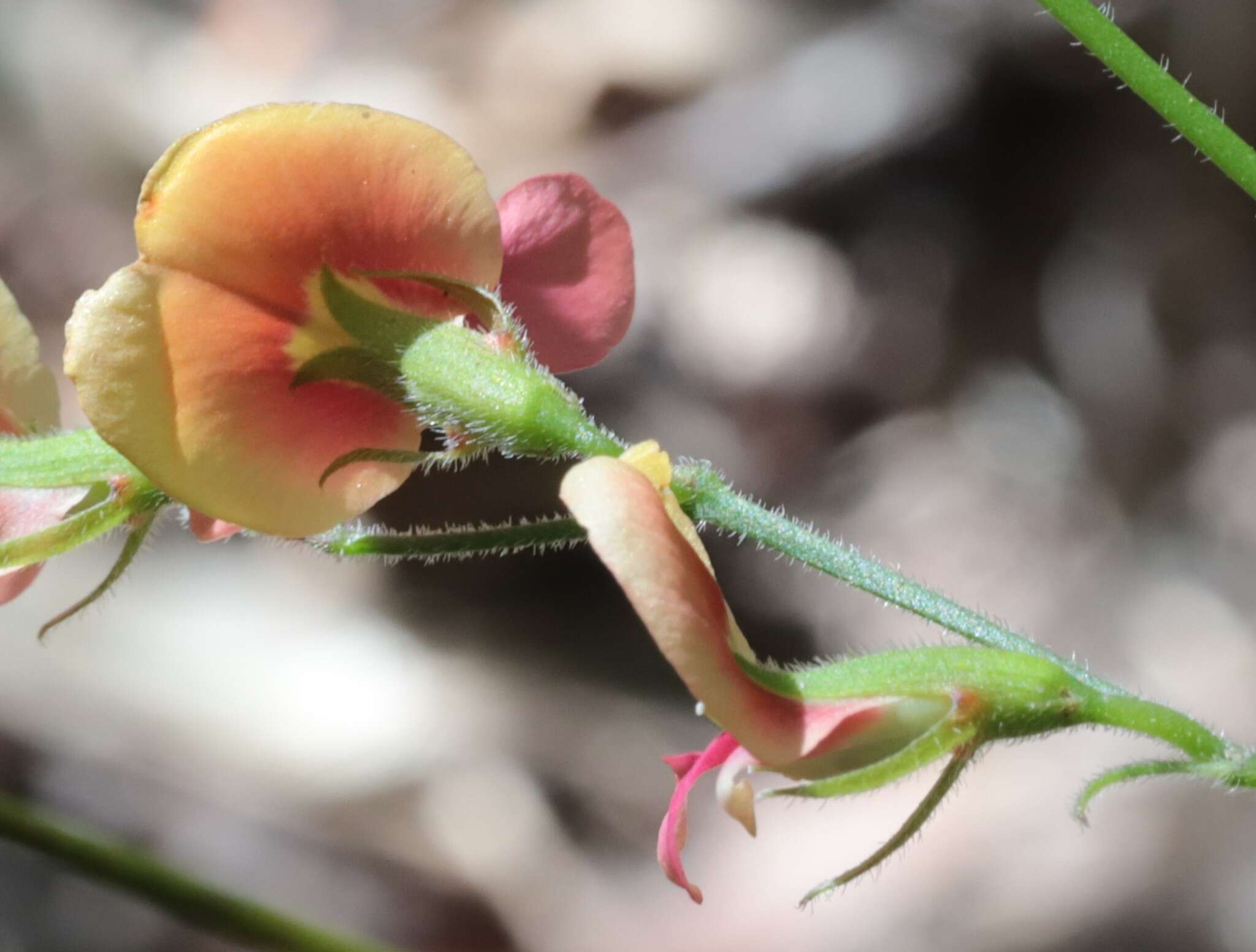 Image of Chorizema retrorsum