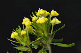 Image de Castilleja campestris subsp. campestris