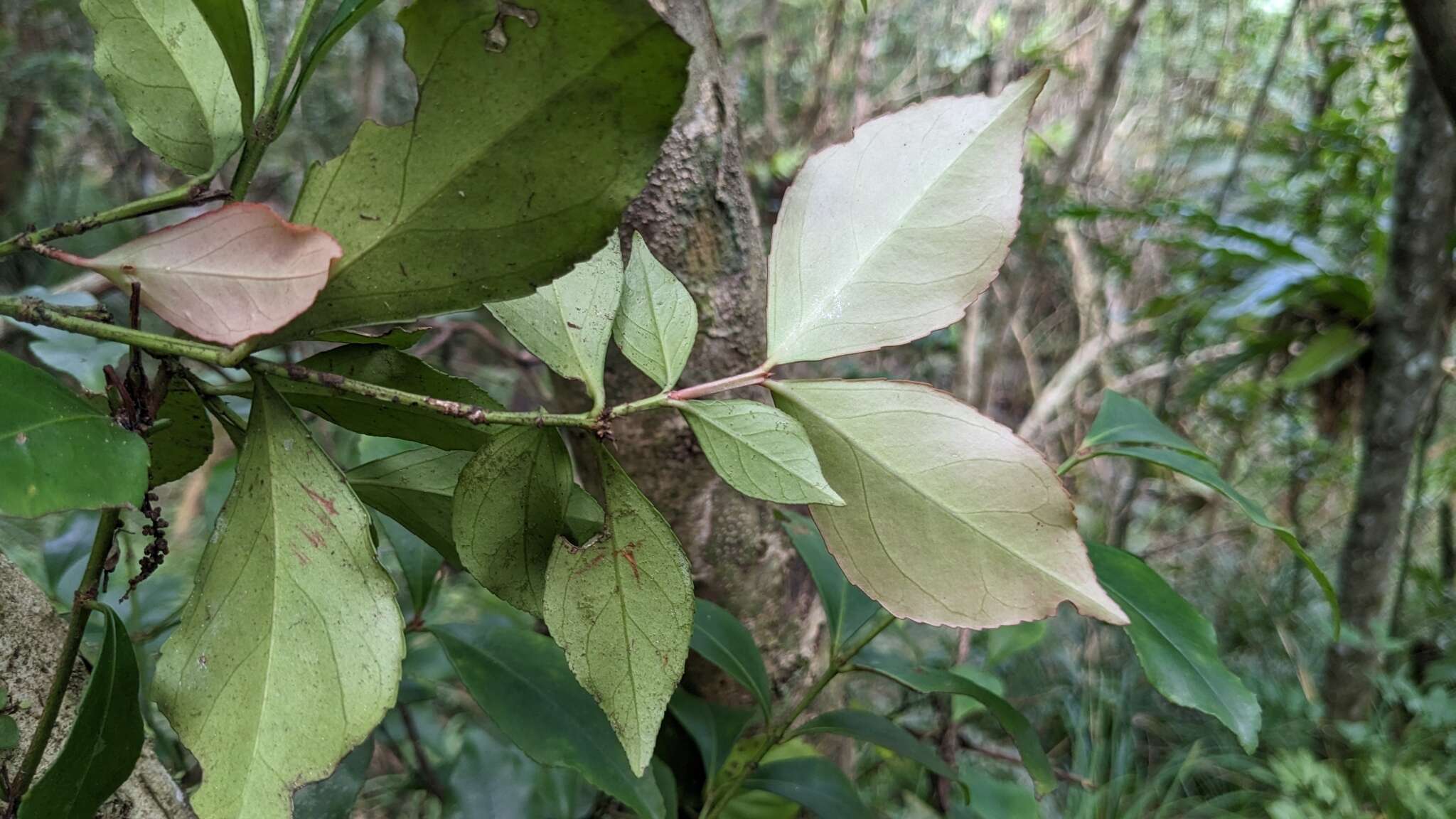 Image of Euonymus tashiroi Maxim.