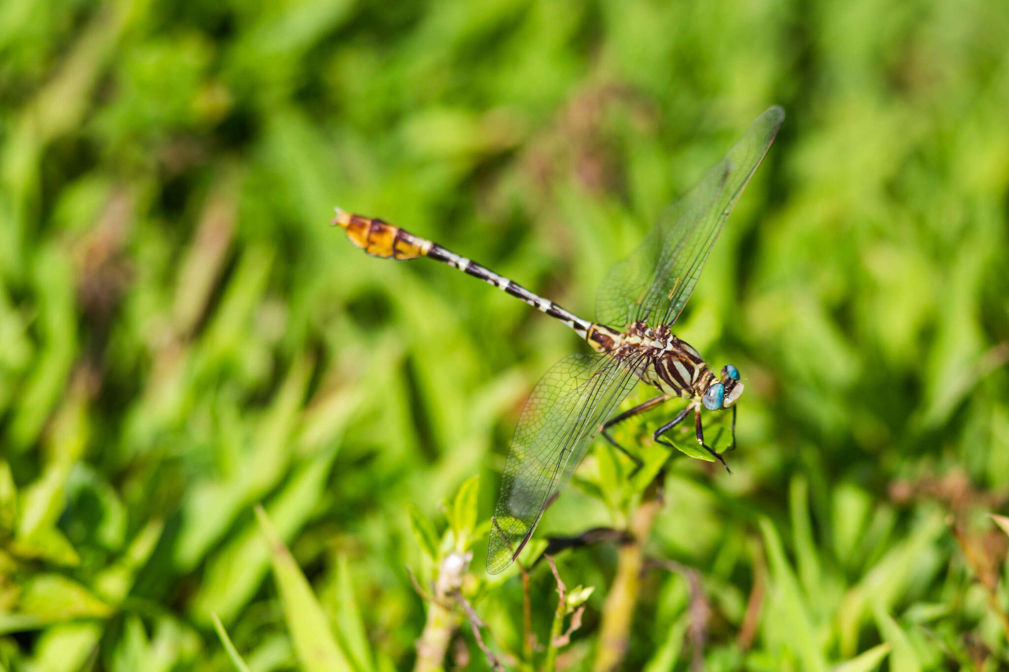 Image of Dromogomphus spoliatus (Hagen ex Selys 1858)