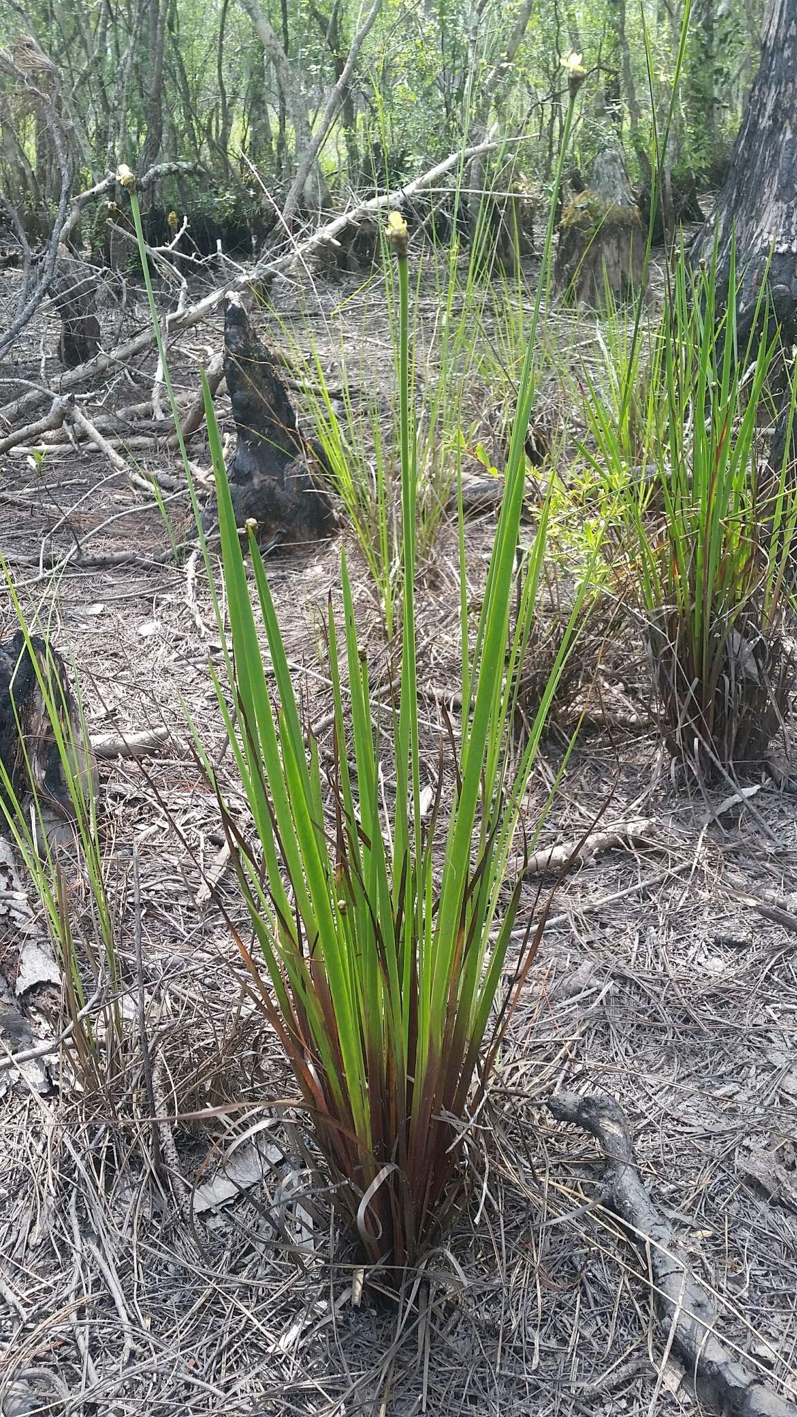 Image of Pineland Yellow-Eyed-Grass