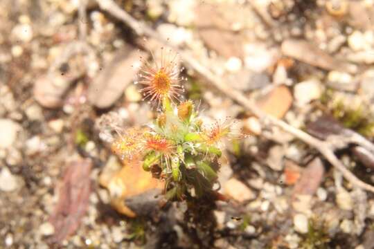 Imagem de Drosera lasiantha Lowrie & Carlquist