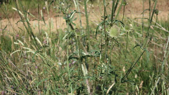 Image of Dipsacus comosus Hoffmanns. & Link