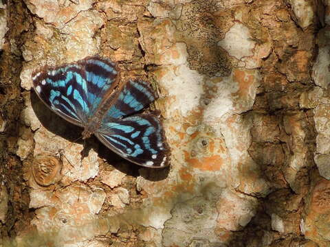 Image of Mexican Bluewing