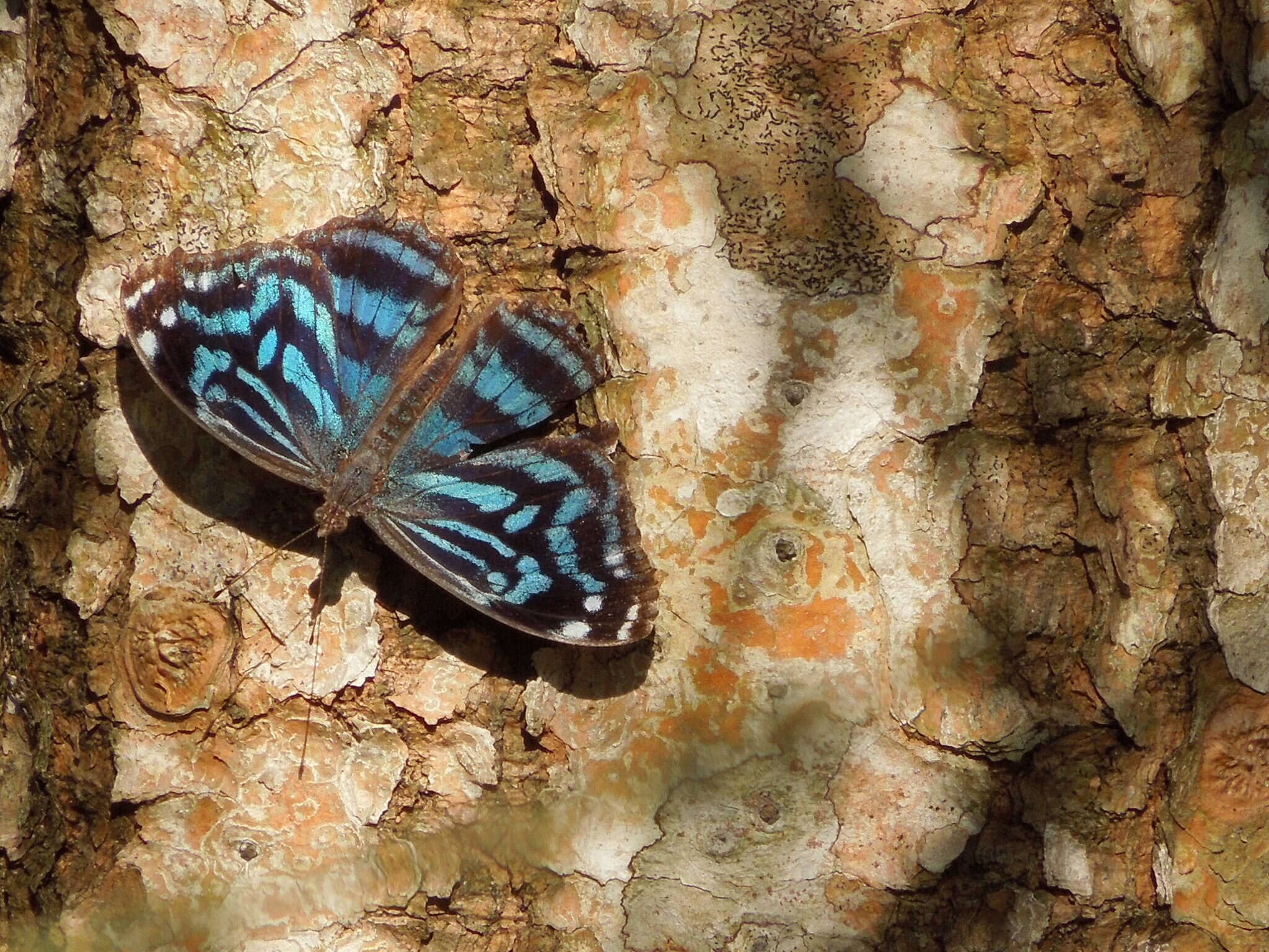 Image of Mexican Bluewing