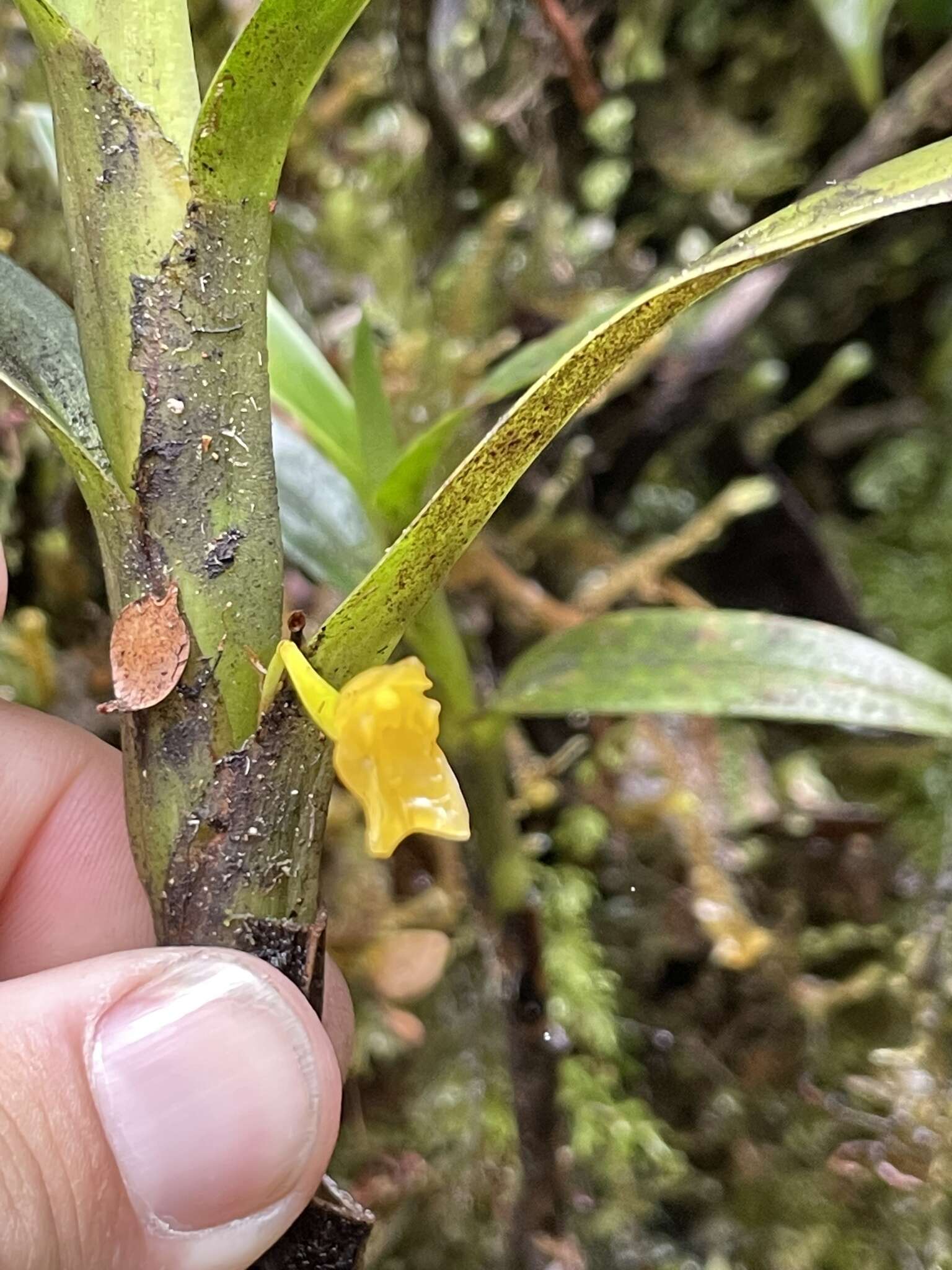 Imagem de Maxillaria alticola C. Schweinf.