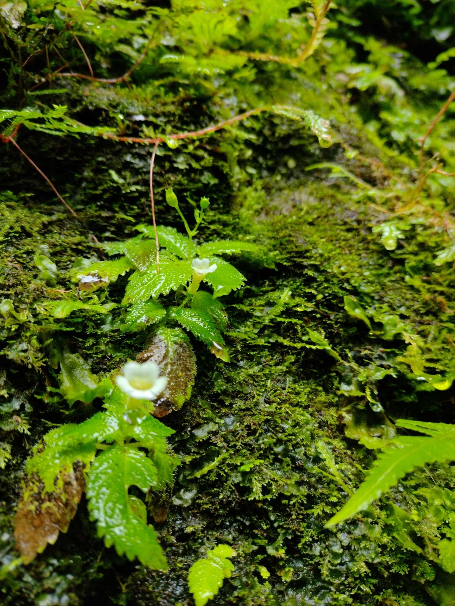 Image of Achimenes candida Lindl.