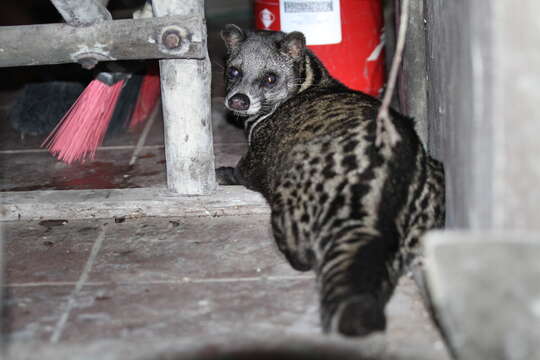 Image of Oriental Civet