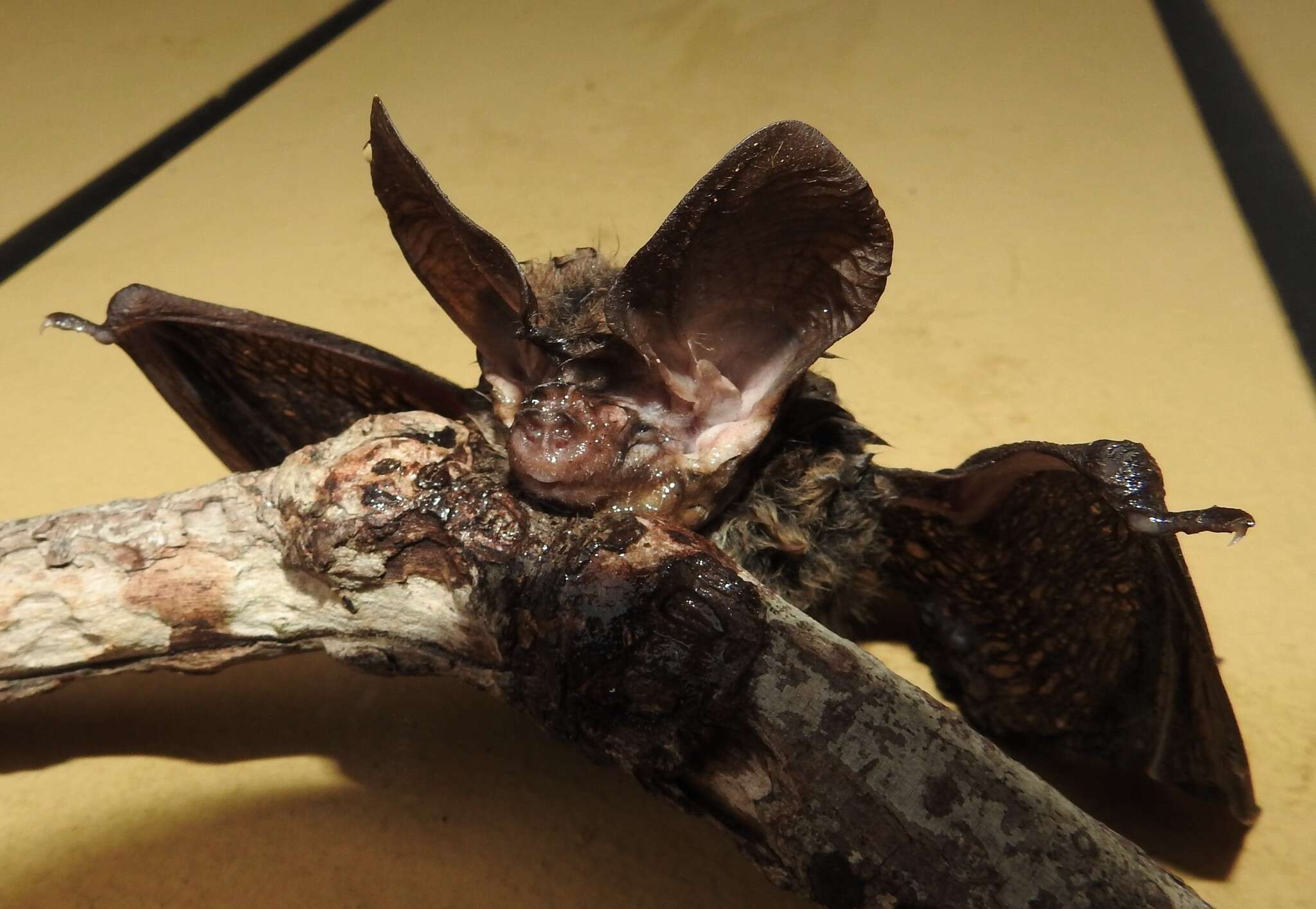 Image of Gould's Long-eared Bat