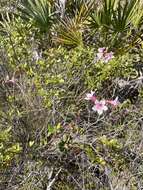 Rhododendron minus var. chapmanii (Alph. Wood) Gandhi & Zarucchi的圖片