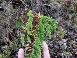 Image of Hypericum goyanesii Cuatrec.