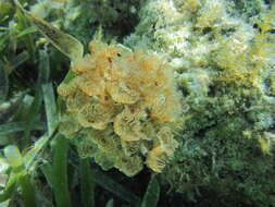 Image of Social feather duster