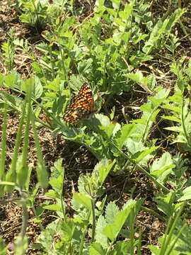 Image of Gabb's Checkerspot